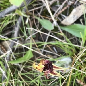 Caladenia actensis at suppressed - 19 Sep 2021