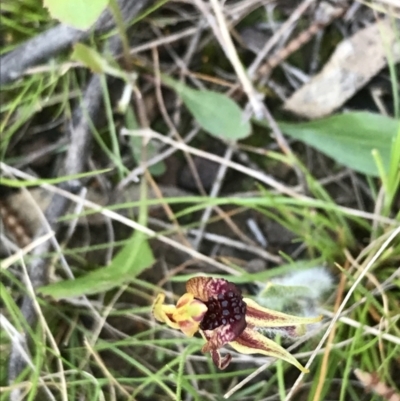 Caladenia actensis (Canberra Spider Orchid) at Downer, ACT by Tapirlord