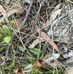 Caladenia actensis at suppressed - 19 Sep 2021