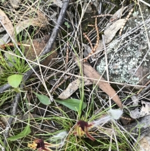 Caladenia actensis at suppressed - 19 Sep 2021