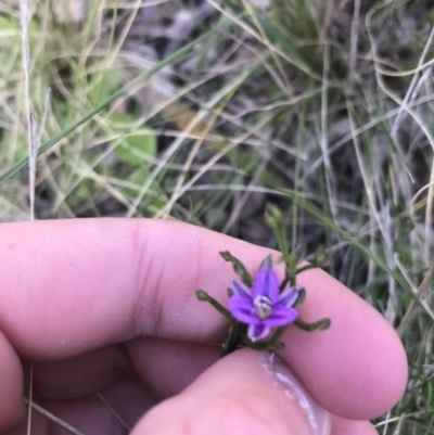 Thysanotus patersonii (Twining Fringe Lily) at Mount Majura - 19 Sep 2021 by Tapirlord