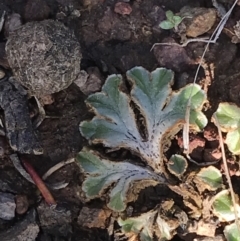 Riccia cartilaginosa at Downer, ACT - 19 Sep 2021 03:13 PM