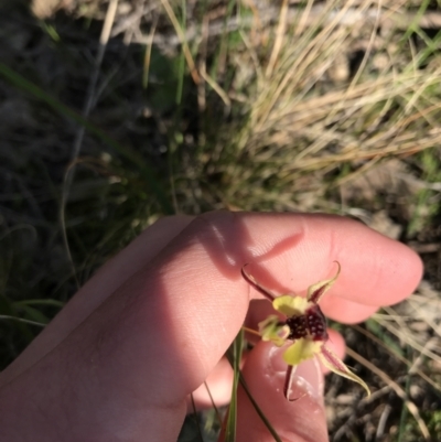 Caladenia actensis (Canberra Spider Orchid) at Mount Majura - 19 Sep 2021 by Tapirlord