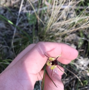 Caladenia actensis at suppressed - 19 Sep 2021