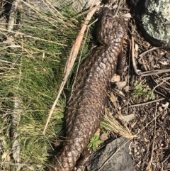 Tiliqua rugosa (Shingleback Lizard) at Mount Majura - 19 Sep 2021 by Tapirlord