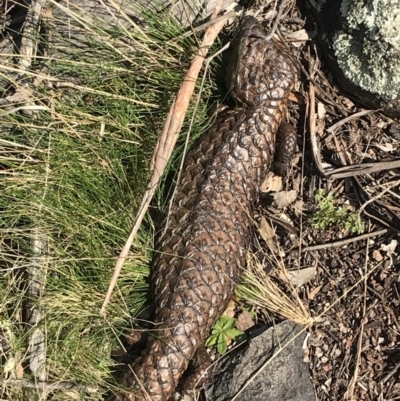 Tiliqua rugosa (Shingleback Lizard) at Mount Majura - 19 Sep 2021 by Tapirlord