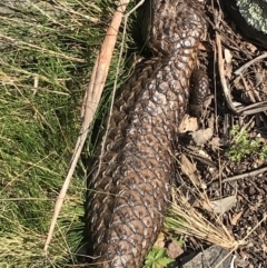 Tiliqua rugosa at Downer, ACT - 19 Sep 2021