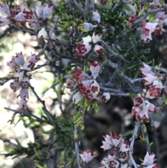 Cryptandra sp. Floriferous (W.R.Barker 4131) W.R.Barker at Downer, ACT - 19 Sep 2021 by Tapirlord