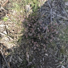 Cryptandra sp. Floriferous (W.R.Barker 4131) W.R.Barker at Downer, ACT - 19 Sep 2021