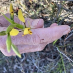 Diuris nigromontana (Black Mountain Leopard Orchid) at Aranda, ACT - 23 Sep 2021 by Jenny54