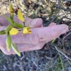 Diuris nigromontana (Black Mountain Leopard Orchid) at Black Mountain - 23 Sep 2021 by Jenny54