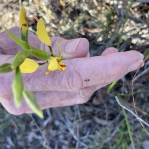 Diuris nigromontana at Aranda, ACT - 24 Sep 2021