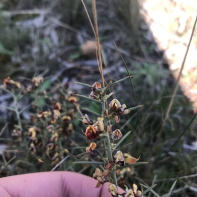 Daviesia genistifolia (Broom Bitter Pea) at Mount Majura - 19 Sep 2021 by Tapirlord