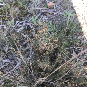 Daviesia genistifolia at Downer, ACT - 19 Sep 2021