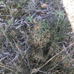 Daviesia genistifolia at Downer, ACT - 19 Sep 2021