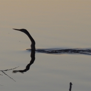 Anhinga novaehollandiae at Gordon, ACT - 21 Sep 2021