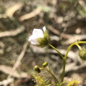 Drosera gunniana at Kambah, ACT - 23 Sep 2021