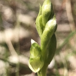 Hymenochilus cycnocephalus at Kambah, ACT - suppressed