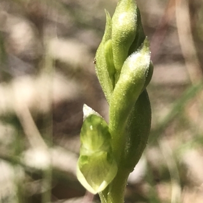 Hymenochilus cycnocephalus (Swan greenhood) at Kambah, ACT - 23 Sep 2021 by PeterR