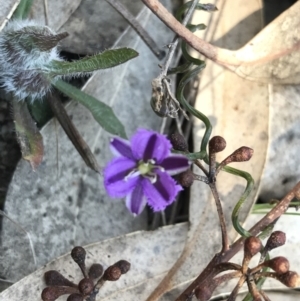 Thysanotus patersonii at Kambah, ACT - 23 Sep 2021 12:57 PM