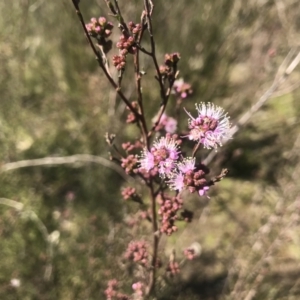 Kunzea parvifolia at Kambah, ACT - 23 Sep 2021