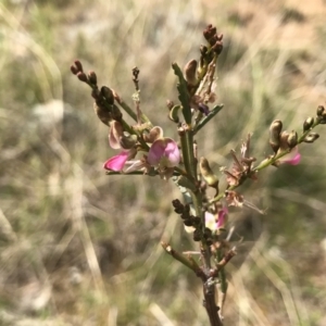 Indigofera adesmiifolia at Gordon, ACT - 21 Sep 2021