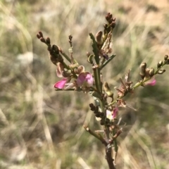Indigofera adesmiifolia (Tick Indigo) at Gordon, ACT - 21 Sep 2021 by PeterR