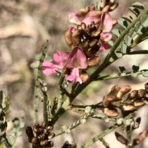 Indigofera adesmiifolia at Kambah, ACT - 23 Sep 2021