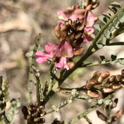 Indigofera adesmiifolia (Tick Indigo) at Kambah, ACT - 23 Sep 2021 by PeterR