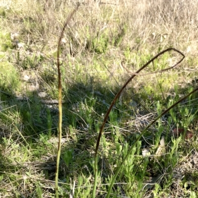 Microtis sp. (Onion Orchid) at Kambah, ACT - 23 Sep 2021 by PeterR