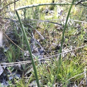 Microtis sp. at Kambah, ACT - suppressed