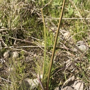 Thelymitra sp. at Kambah, ACT - suppressed