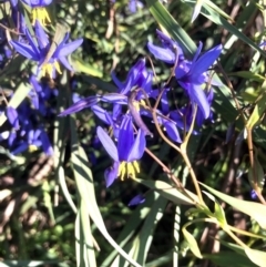 Stypandra glauca (Nodding Blue Lily) at Bruce, ACT - 24 Sep 2021 by goyenjudy