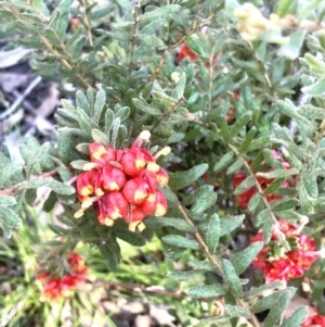 Grevillea alpina at Bruce, ACT - 24 Sep 2021