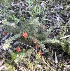 Grevillea alpina at Bruce, ACT - 24 Sep 2021