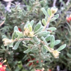 Grevillea alpina at Bruce, ACT - 24 Sep 2021