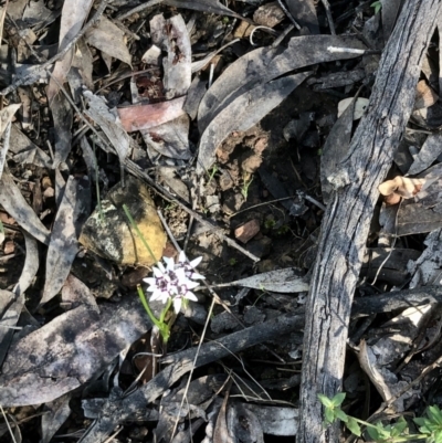 Wurmbea dioica subsp. dioica (Early Nancy) at Bruce, ACT - 23 Sep 2021 by goyenjudy