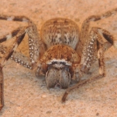 Neosparassus calligaster (Beautiful Badge Huntsman) at Conder, ACT - 10 Sep 2021 by michaelb