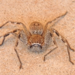 Neosparassus calligaster at Conder, ACT - 10 Sep 2021 05:23 PM