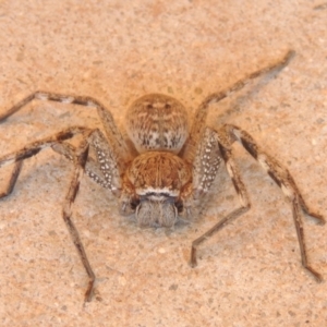 Neosparassus calligaster at Conder, ACT - 10 Sep 2021 05:23 PM