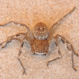 Neosparassus calligaster at Conder, ACT - 10 Sep 2021 05:23 PM