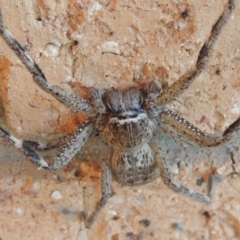 Neosparassus calligaster at Conder, ACT - 10 Sep 2021 05:23 PM