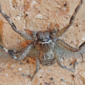 Neosparassus calligaster at Conder, ACT - 10 Sep 2021 05:23 PM