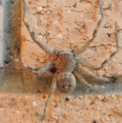 Neosparassus calligaster at Conder, ACT - 10 Sep 2021 05:23 PM