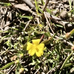 Hibbertia obtusifolia (Grey Guinea-flower) at Gossan Hill - 23 Sep 2021 by goyenjudy