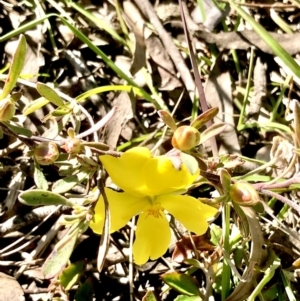 Hibbertia obtusifolia at Bruce, ACT - 24 Sep 2021