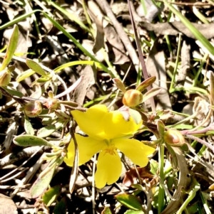 Hibbertia obtusifolia at Bruce, ACT - 24 Sep 2021 09:12 AM