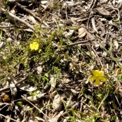 Hibbertia obtusifolia at Bruce, ACT - 24 Sep 2021 09:12 AM