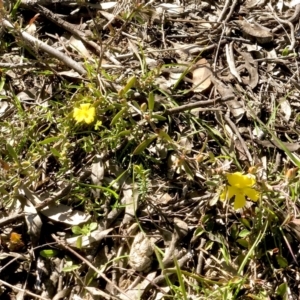 Hibbertia obtusifolia at Bruce, ACT - 24 Sep 2021 09:12 AM