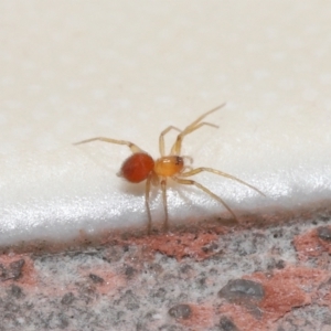 Linyphiidae (family) at Evatt, ACT - 20 Sep 2021 11:30 AM